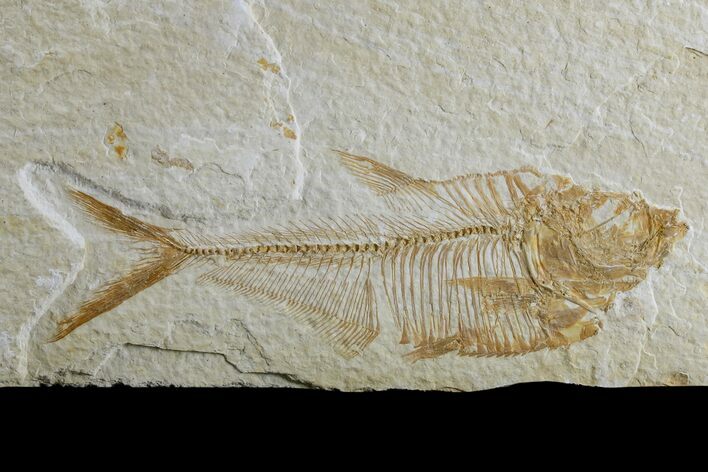 Fossil Fish (Diplomystus) - Wyoming #165871